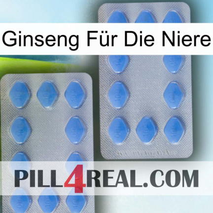 Ginseng Für Die Niere 20